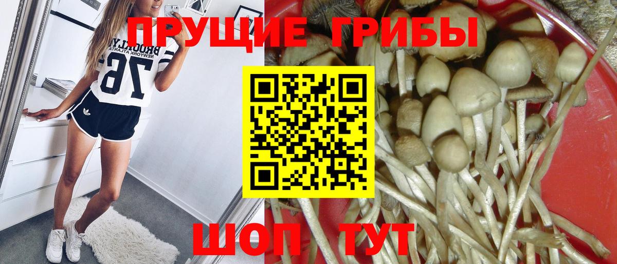 Котельники  Псилоцибиновые грибы Cubensis  Вход с VPN 